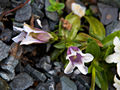 Gentiana IMG_5936 Goryczka